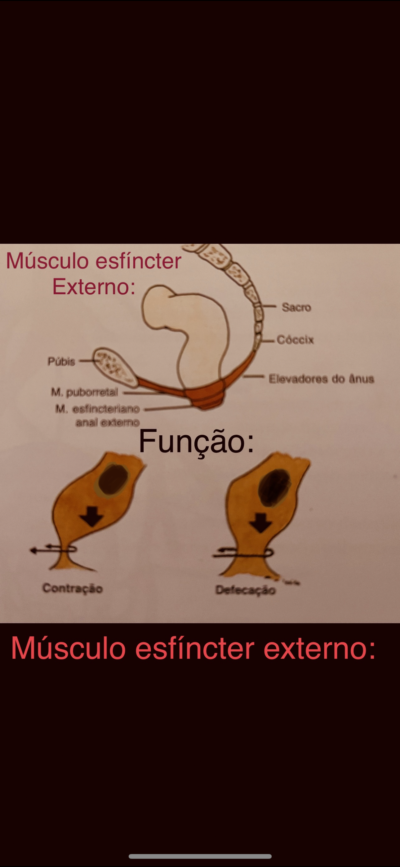 músculo esfínter externo do anus